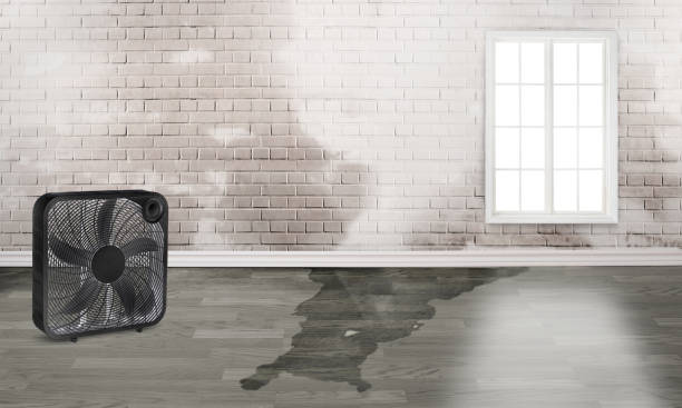 Best Water damage restoration near me  in Carrington, ND